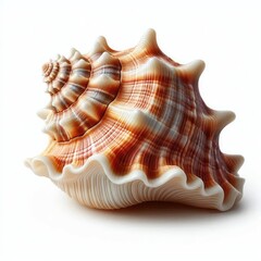 Seashell isolated on a white background