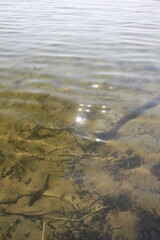 shallow lake water