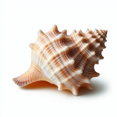 Seashell isolated on a white background