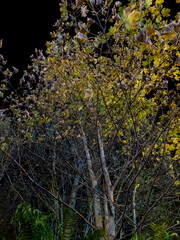 Glasgow, Scotland, United Kingdom