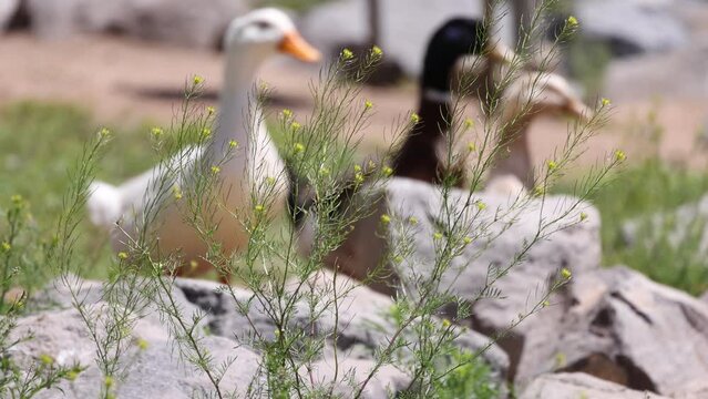 Trio of ducks stand and quack in slow motion.