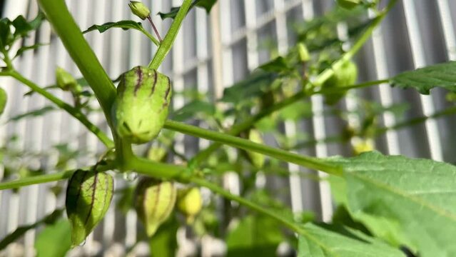 Fresh ciplukan fruit on a white iron fence background
