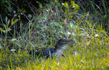 Baby Alligators from a clutch hiding in the grass at Okefenokee Swamp park with mother alligator nearby.