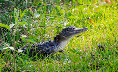 Baby Alligators from a clutch hiding in the grass at Okefenokee Swamp park with mother alligator nearby. 
