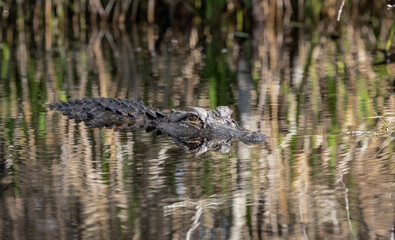 Wild American alligators swimming in canals at Okefenokee Swamp Park in Georgia.