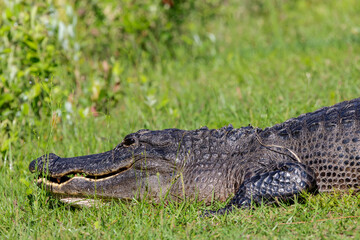 Wild alligators resting in grass with baby alligators near by in Okefenokee Swamp park refuge in Georgia.