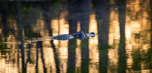 Wild American alligators swimming in canals at Okefenokee Swamp Park in Georgia.