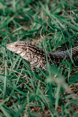 lagarto lengua lagarto reptil