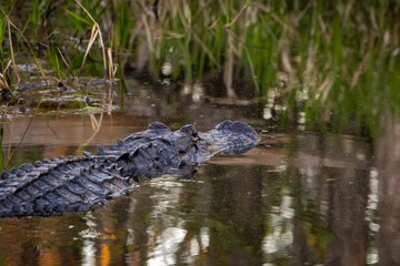 Wild American alligators swimming in canals at Okefenokee Swamp Park in Georgia.