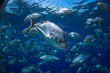 Fototapeta premium School of Trevally fish swimming in the crystal clear water, Australia