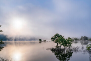 Fototapeta premium 新緑の白川湖水没林