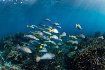 Large school of parrotfish swimming in the crystal clear water, Australia