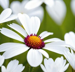 Fototapeta premium white daisy flower, white, macro, yellow, flora, plant, garden, spring, beauty, summer, flowers, petal, petals, bloom, pink, blossom