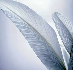 white feather on blue background, pen, isolated, wing, light, blue, black, object, single, writing, abstract, animal, plume, nature