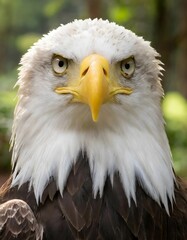 Fototapeta premium a bald eagle with a yellow beak