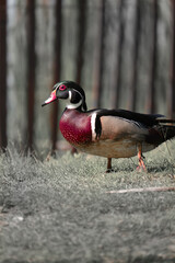 Mandarin duck in the wild