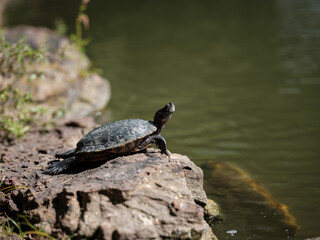 Obraz premium A small, dark-colored turtle is perched on a rock near the edge of a pond with his head raised, appearing to be looking out at something.