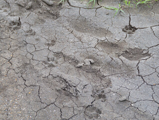 dry animal footprints on a dirt road
