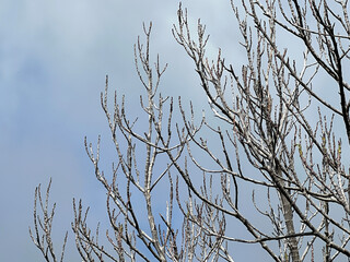 beautiful view of nature scene, dry tree with blue sky