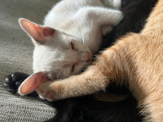 cute kitten sleeping on the sofa.
