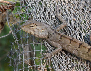 close up view of a wild chameleon on net