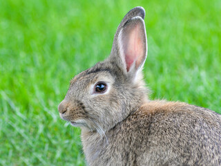 Wild rabbit in grass field