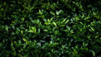 Obraz premium Highresolution background featuring a lush evergreen bush with dense foliage, perfect for natural landscapes.