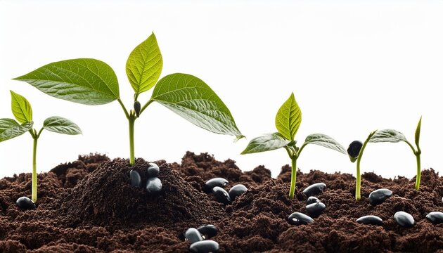Brote de planta de caraota negra joven que crece a partir del suelo aislado sobre fondo blanco