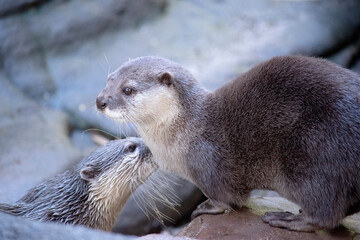 Asian small clawed otters are small, with short ears and noses, elongated bodies, long tails, and...