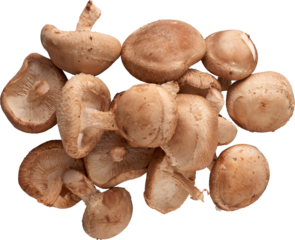 Fresh Shiitake Mushrooms - Ready to use PNG Cutout Premium Isolated Image