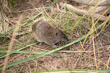 Southern Brown Bandicoots are about the size of a rabbit, and have a pointy snout, humped back,...