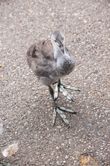 the eurasian coot chick does not have its black feathers or shield yet