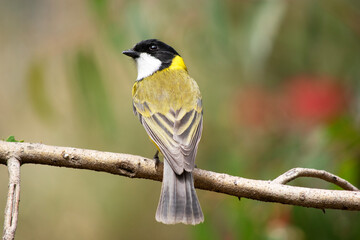 Golden whistler males have a distinctive black head, extending to the top of the nape and under the throat in a thick band.