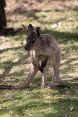 the kangaroo-Island Kangaroo joey has a light brown body with a white under belly. They also have black feet and paws