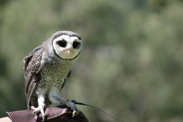 The lesser sooty owl is a dark sooty-grey in color, with large eyes in a grey face, fine white spotting above and below, and a pale belly.