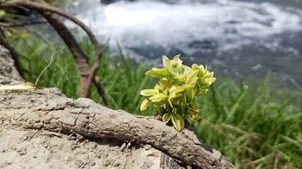 lizard on the tree green leaves flowers 