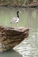 the magpie gosling has grey fluff and white feathers starting to show. It has a brown eye