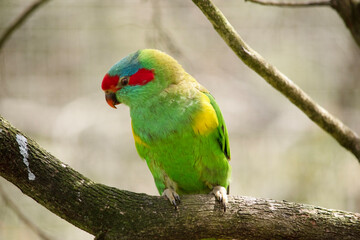 the musk lorikeet is mainly green with red on its face and beak