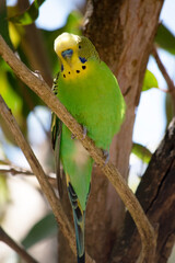 Parakeets are pale green with black bars on their backs, heads, and wings.