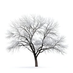Obraz premium Out line of dry tree branch isolated white background