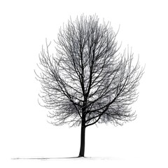Obraz premium Out line of dry tree branch isolated white background