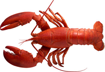 Isolated Red Fresh Lobster - Ready to use PNG Cutout Premium Isolated Image
