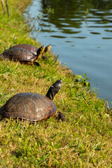 Fototapeta premium turtle on the water