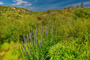 Obraz premium Hiking on the Buena Vista Trail in Montecito California 