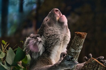 Koalas are marsupials native to Australia known for their cuddly appearance and eucalyptus diet