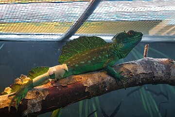The Plumed Basilisk, also known as the Jesus Christ lizard, can run on water. It is native to...