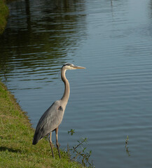 great blue heron looking at the sunset