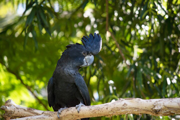 Male Red-tailed Black Cockatoos are black with two vibrant red stripes in the tail. They also have a very full crest and a black bill