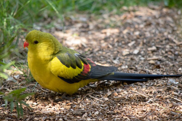 The female regent parrot is all light green. It has yellow shoulder patches and a narrow red band crosses the centre of the wings and yellow underwings.