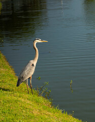 great blue heron